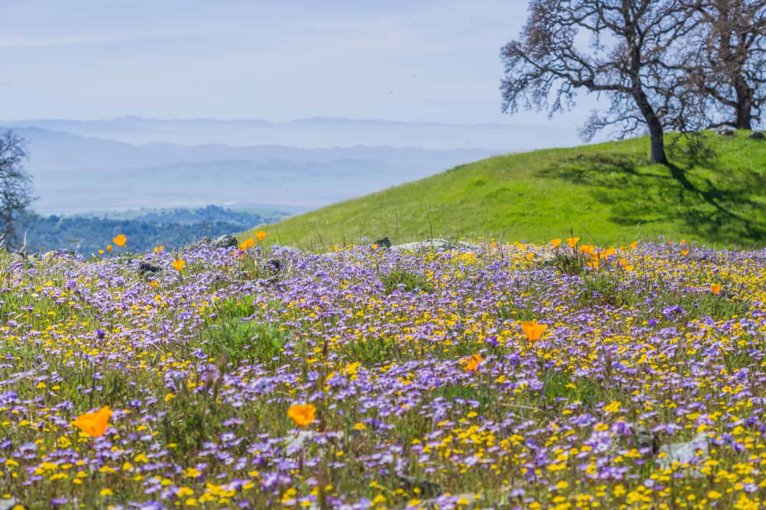 Field of colorful wildflowers in the hills of Henry W. Coe State Park, California