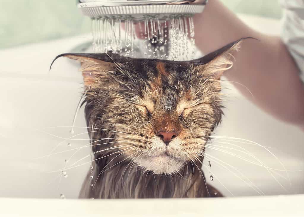 Cat bath. Wet cat. Girl washes cat in the bath