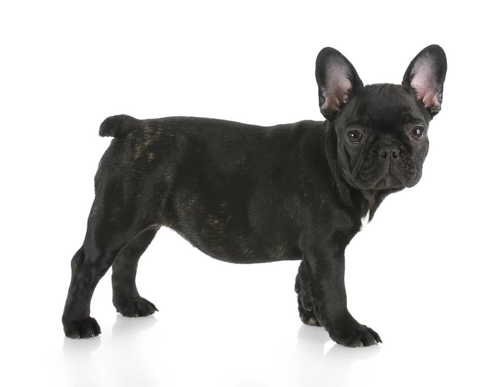 French Bulldog Colors: Full List from Most Common to Rarest - A-Z Animals