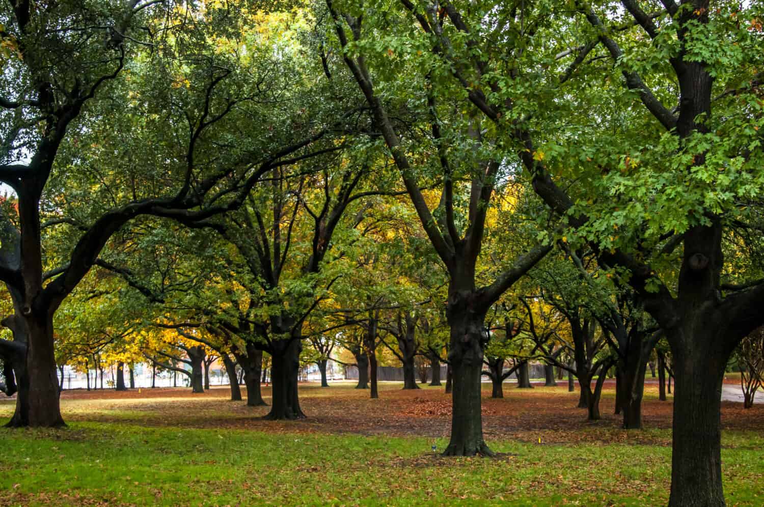 Grove of trees during fall in north Texas. Fort Worth, Dallas area. Large grove of lush green trees. Brown and yellow leaves on the ground. Damp, rainy autumn day. Horizontal orientation.