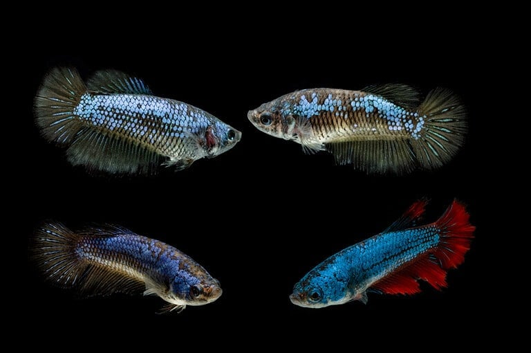 Siamese fighting fish haft moon female on black background