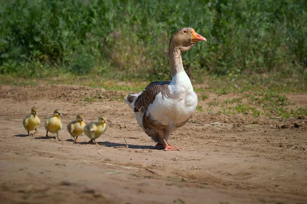 Homemade geese. Goose mum leads on the road four small goslings.