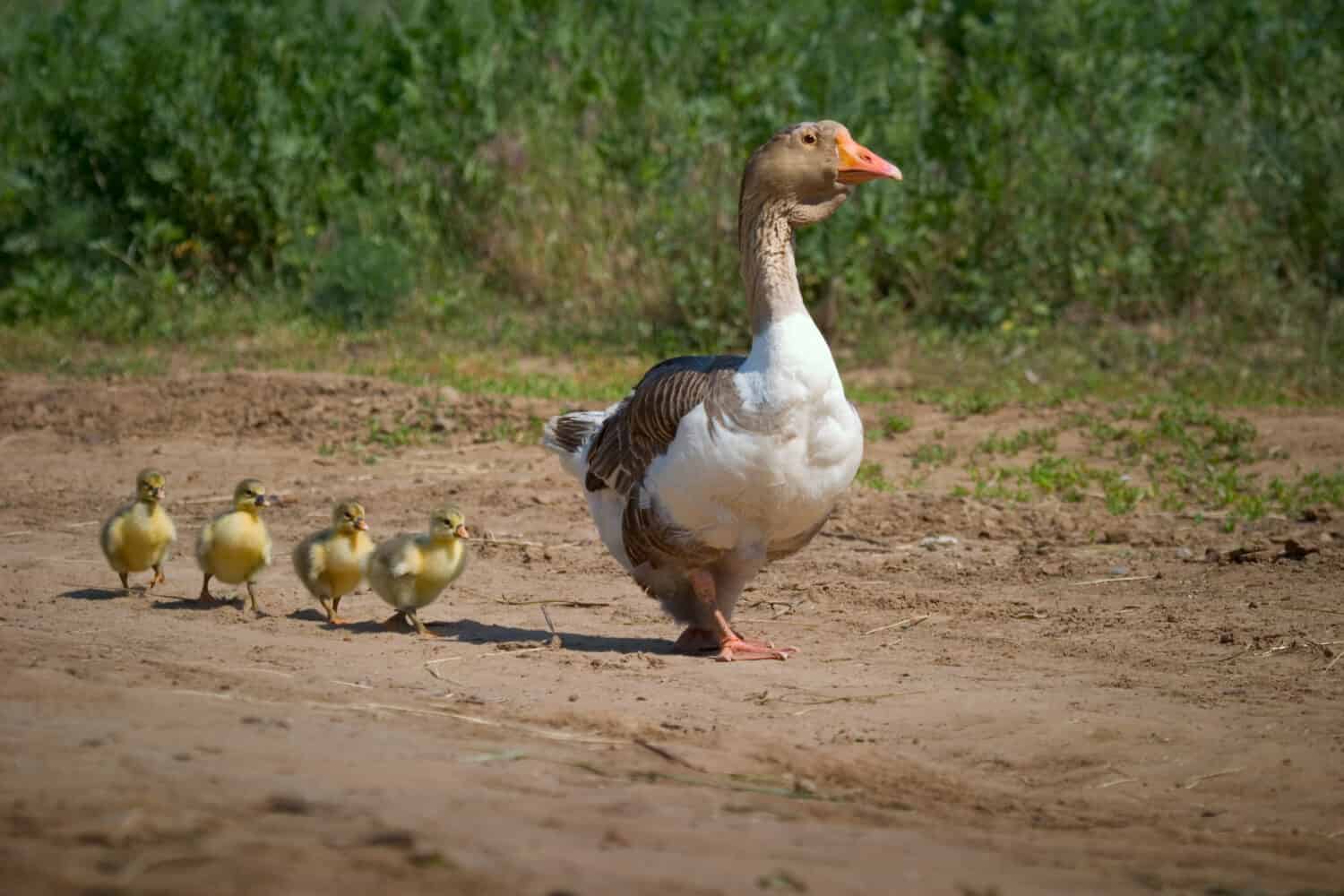 Goose mum leads on the road four small goslings.