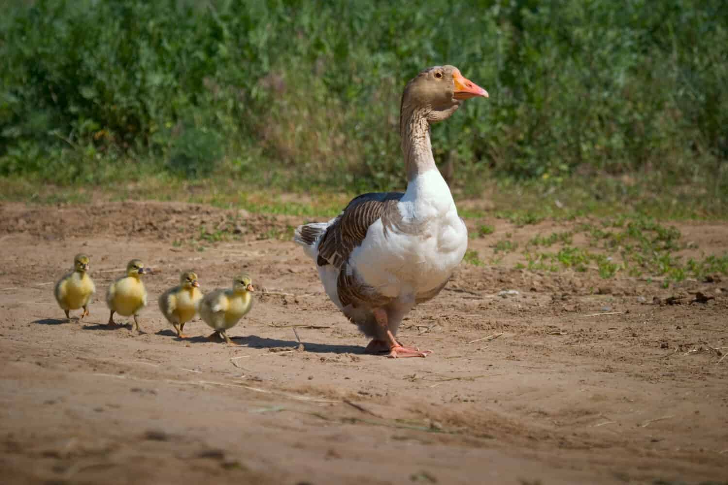 Baby Goose - Identification, Diet & More