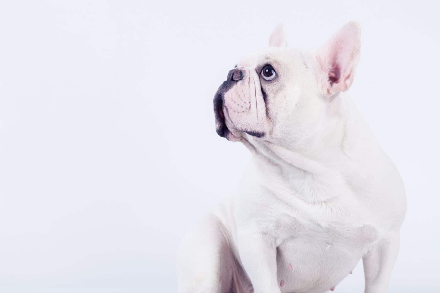Adorable white french bulldog sitting down and looking up  isolated on white background.