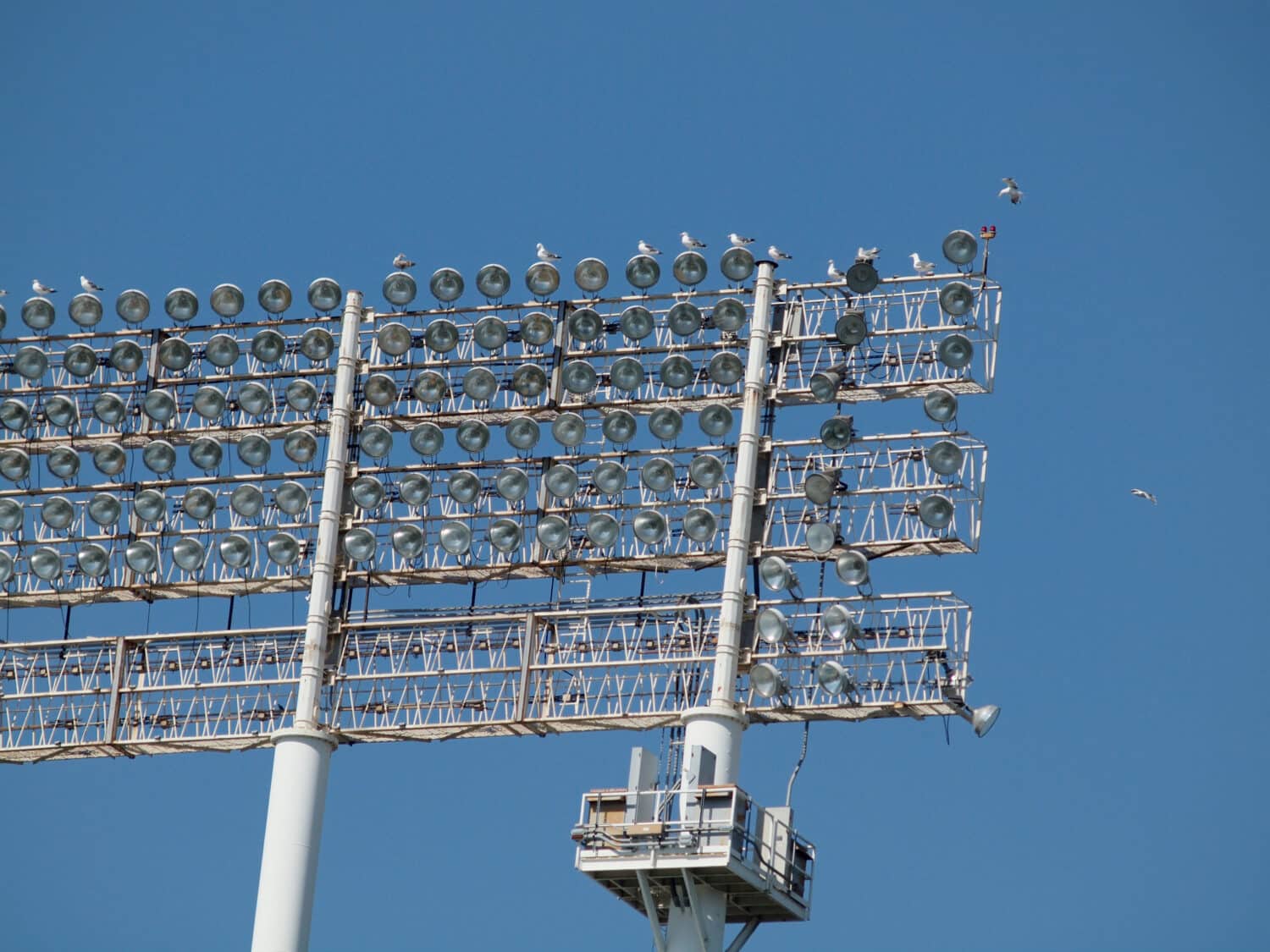 Seagull Birds rest and fly around Stadium-style lights, taken at Oakland Coliseum looking forward, clear blue sky background, during the daytime so the lights are off.