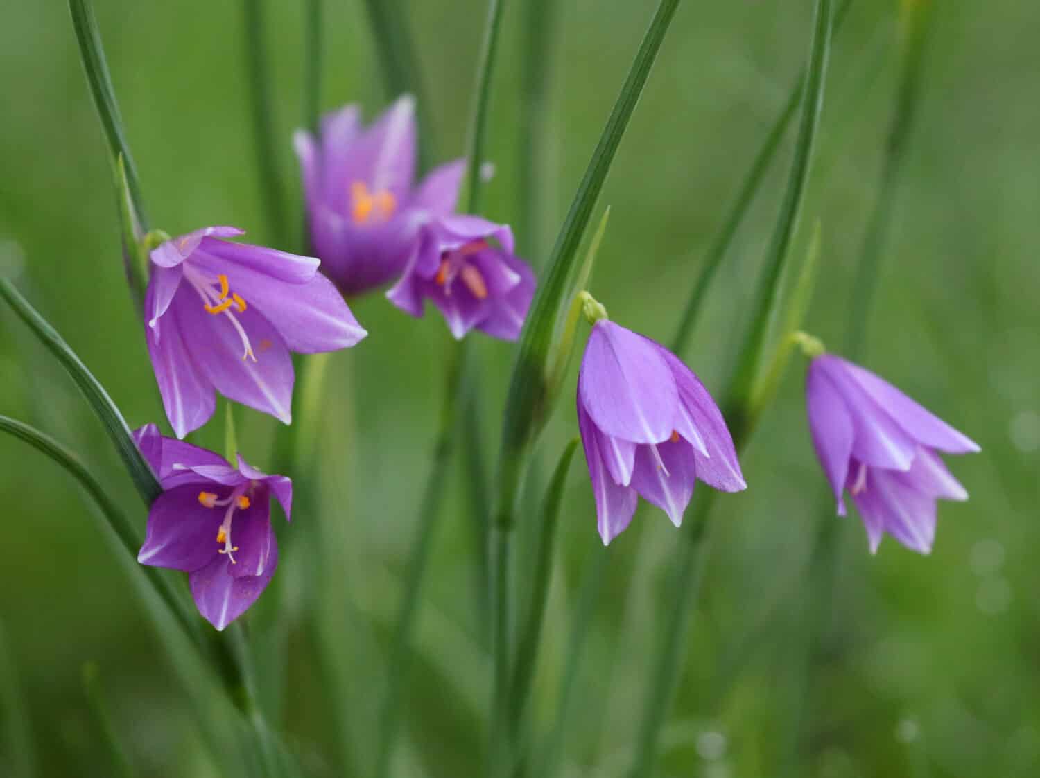 Douglas' grasswidow - Olsynium douglasii