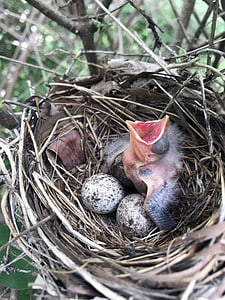 When Do Cardinals Nest and Lay Eggs? Timing, Number of Eggs, and More! Picture