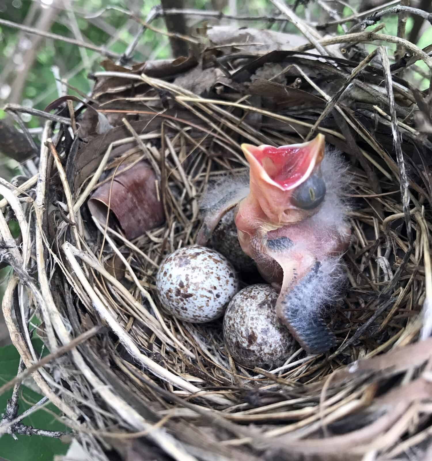 A newly hatched Northern Cardinal opens its mouth waiting for food, while in a nest with speckled eggs.
