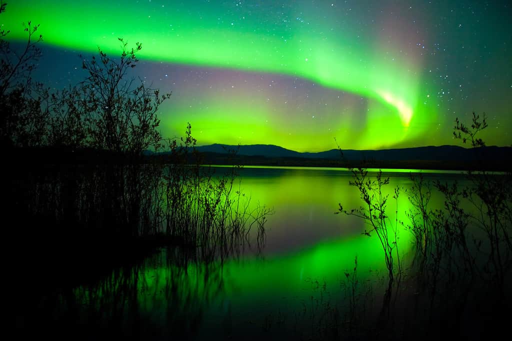 Intense northern lights (Aurora borealis) over Lake Laberge, Yukon Territory, Canada, with silhouettes of willows on lake shore.