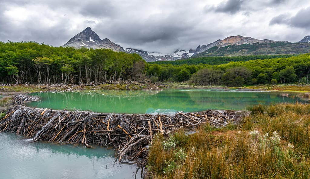 Beaver Dam