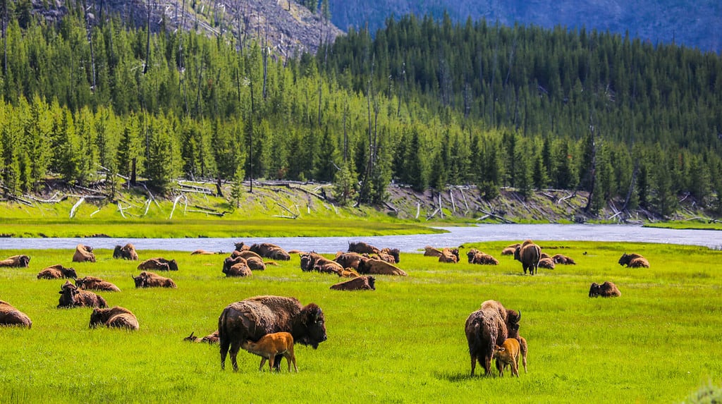 Yellowstone National Park, Madison River Valley, American Bison Herd, Wyoming