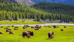 Discover One of the Oldest and Largest Bison Herds in the U.S. Picture