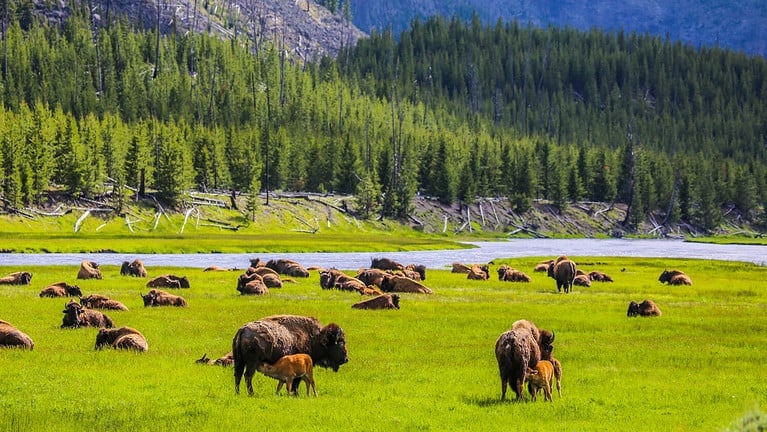 Yellowstone National Park, Madison River Valley, American Bison Herd, Wyoming