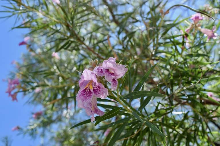 Desert willow blossom close up