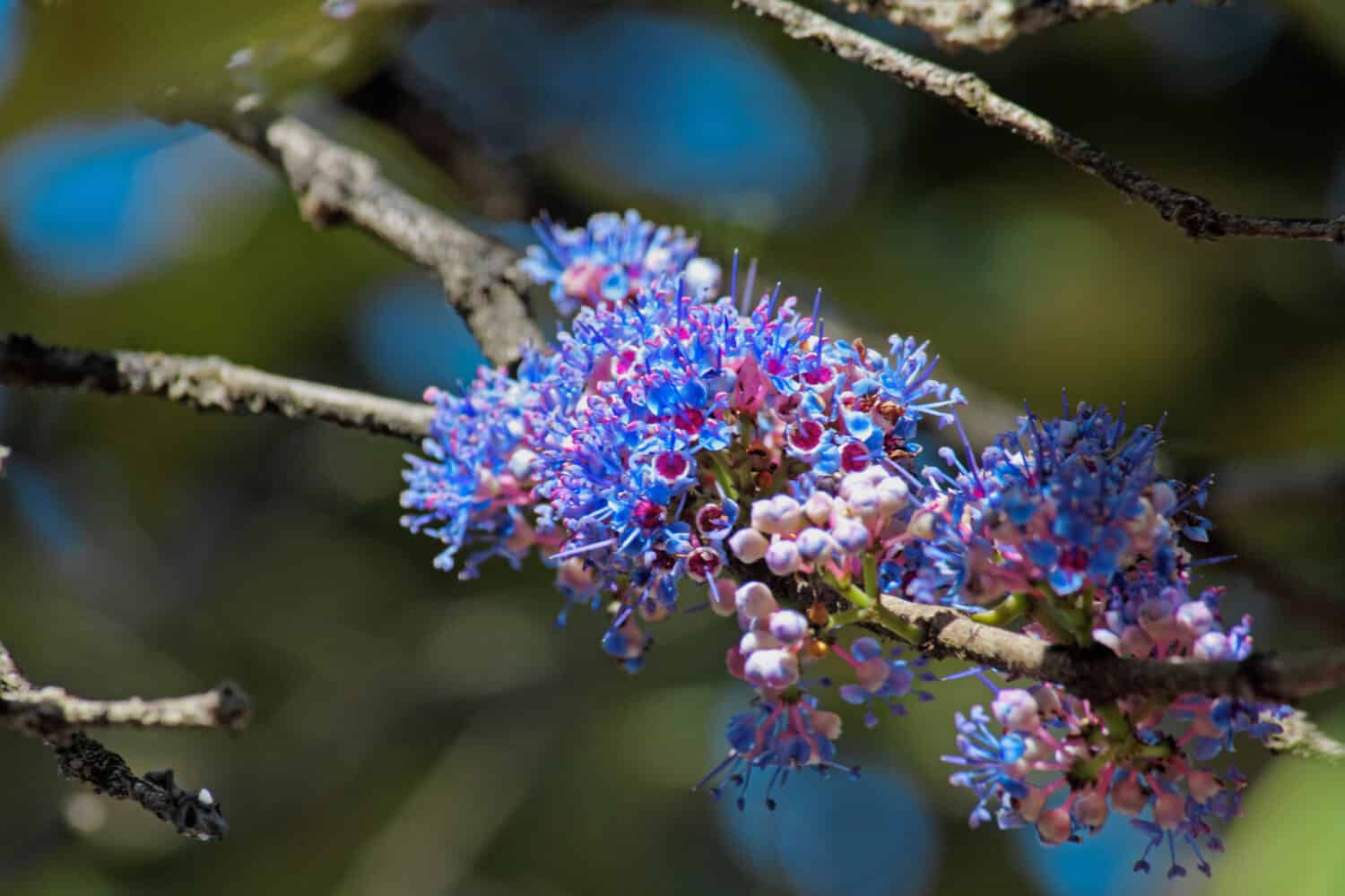 Delek air tree, Ironwood tree, Memecylon umbellatum