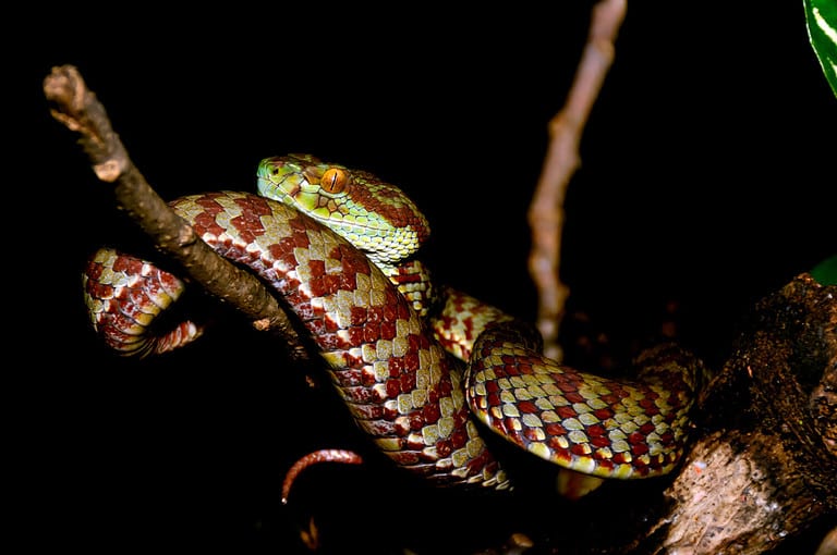 New Pit Viper looks similar to the Beautiful pit viper