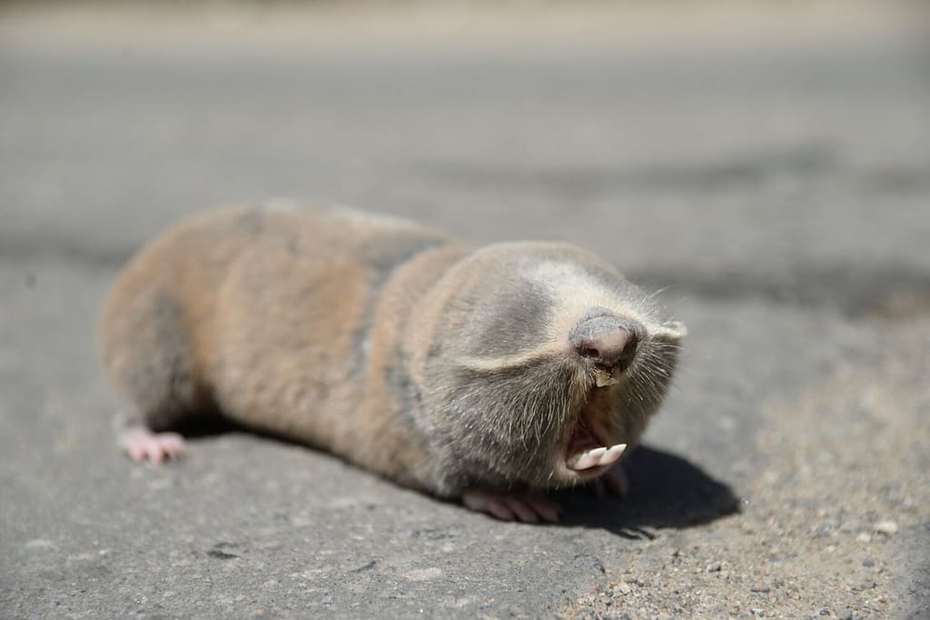 Greater mole-rat (Spalax microphthalmus) on asphalt road