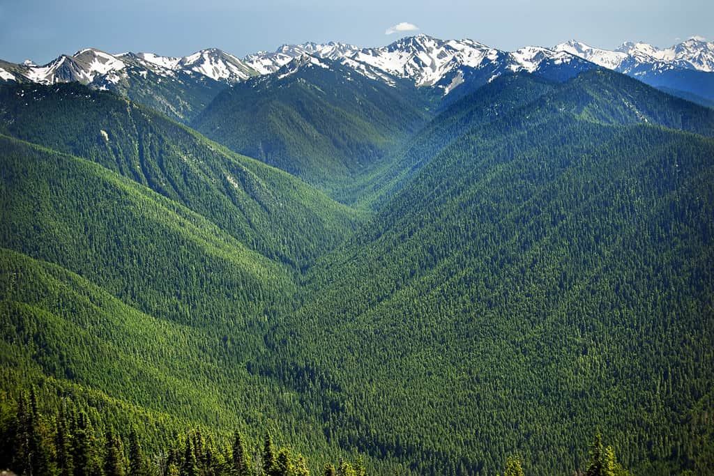 Green Valleys Evergreens, Snow Mountains Hurricane Ridge Olympic National Park Washington State Pacific Northwest Ridge Line