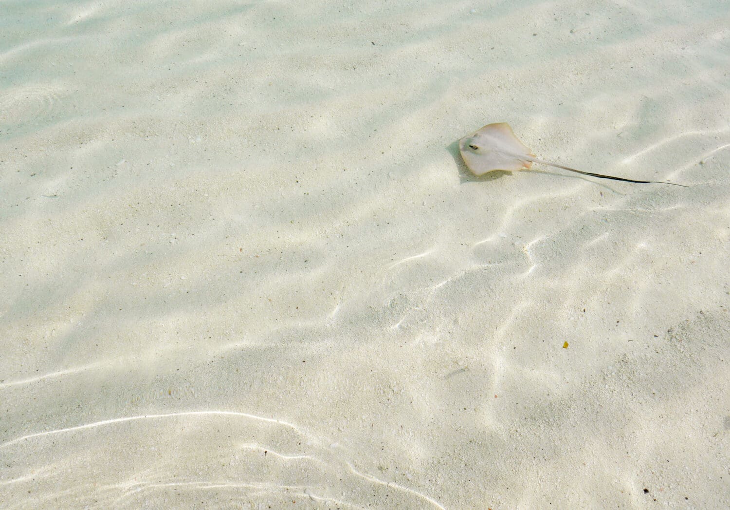 Background of baby common stingaree stingray in shallow, clean and clear sea water, at a tropical island in Maldives.