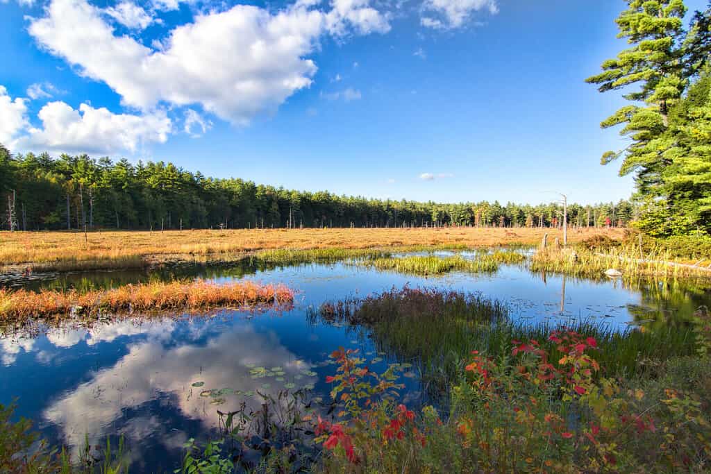 A beautiful wooded marsh in Pawtuckaway State Park with cloud reflections and autumn colors