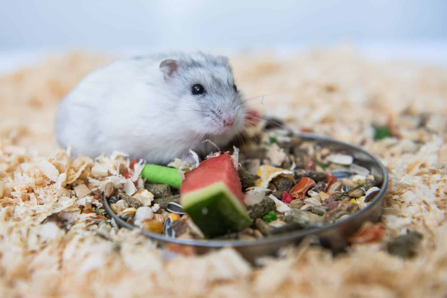 Djungarian hamster with a piece of watermelon
