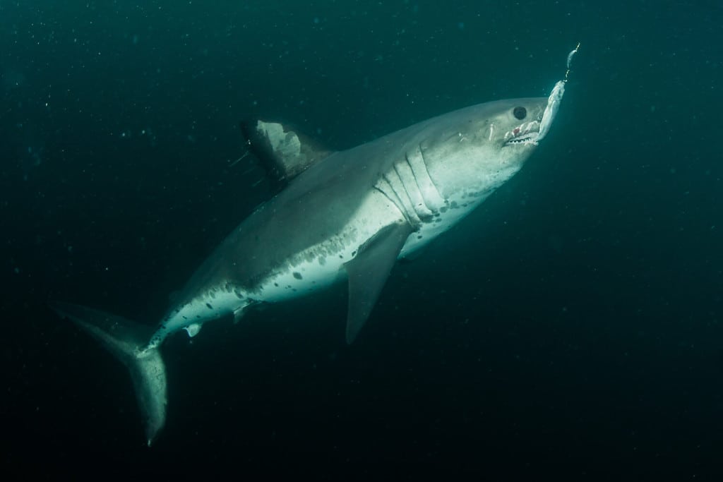 rare underwater photograph of a salmon Shark in open water. elusive predator of the Northern Pacific ocean. sub species of mackerel sharks.