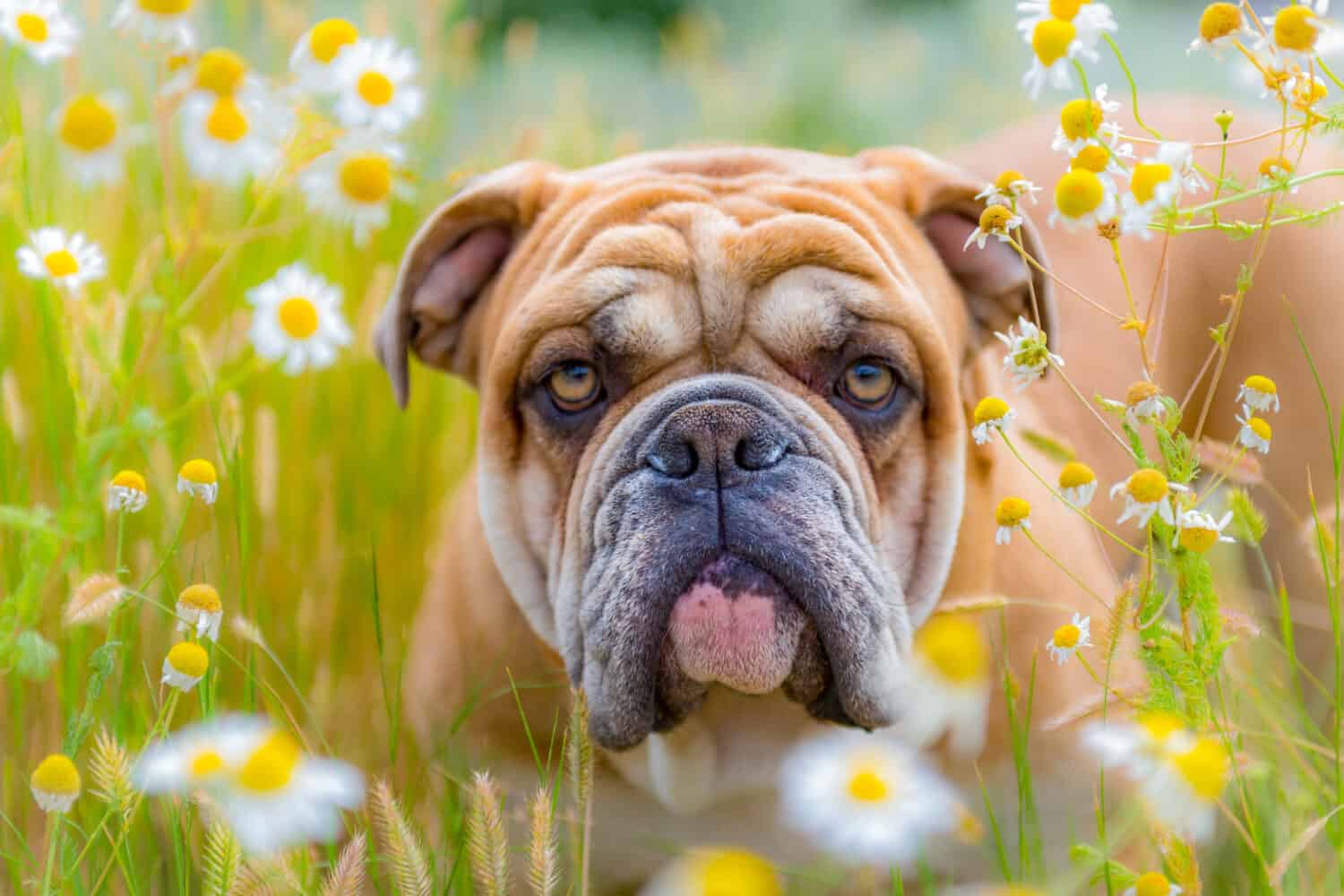 One year old English Bulldog playing in a city park in summer.