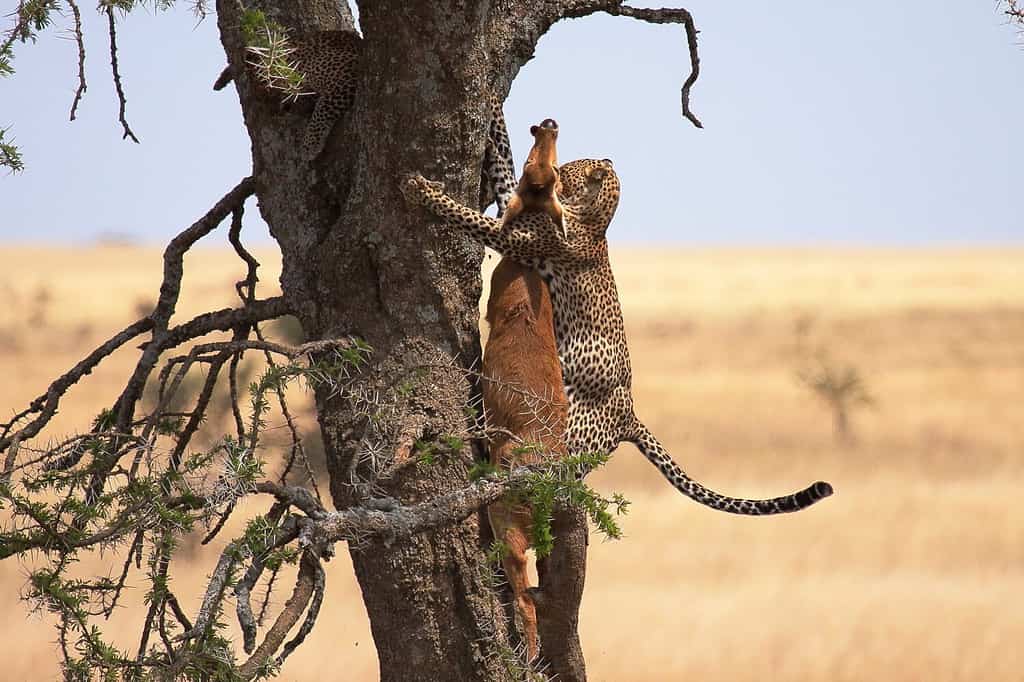 leopard carrying kill up a tree, the prey much bigger than it