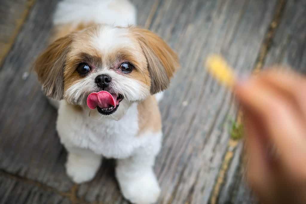 Shih Tzu Puppies: Pictures, Adoption Tips, and More! - A-Z Animals