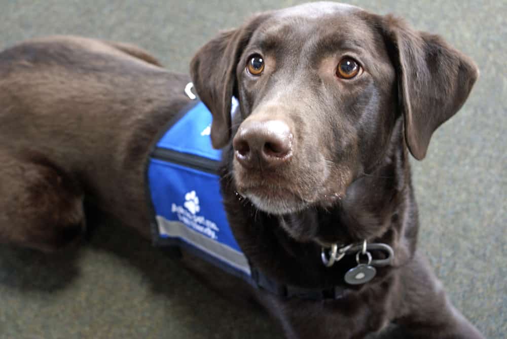 Palmer the chocolate Labrador retriever, an expressive animal, lays looking eagerly off to the left while wearing a blue "ask to pet me" vest 