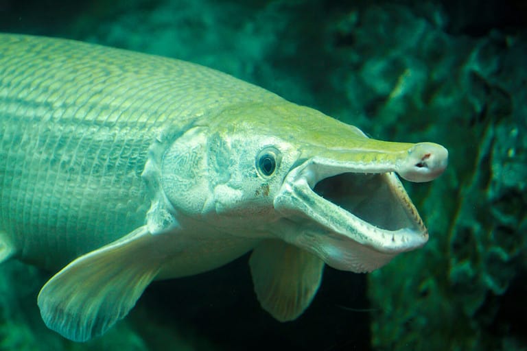 the alligator gar, a big fish.
