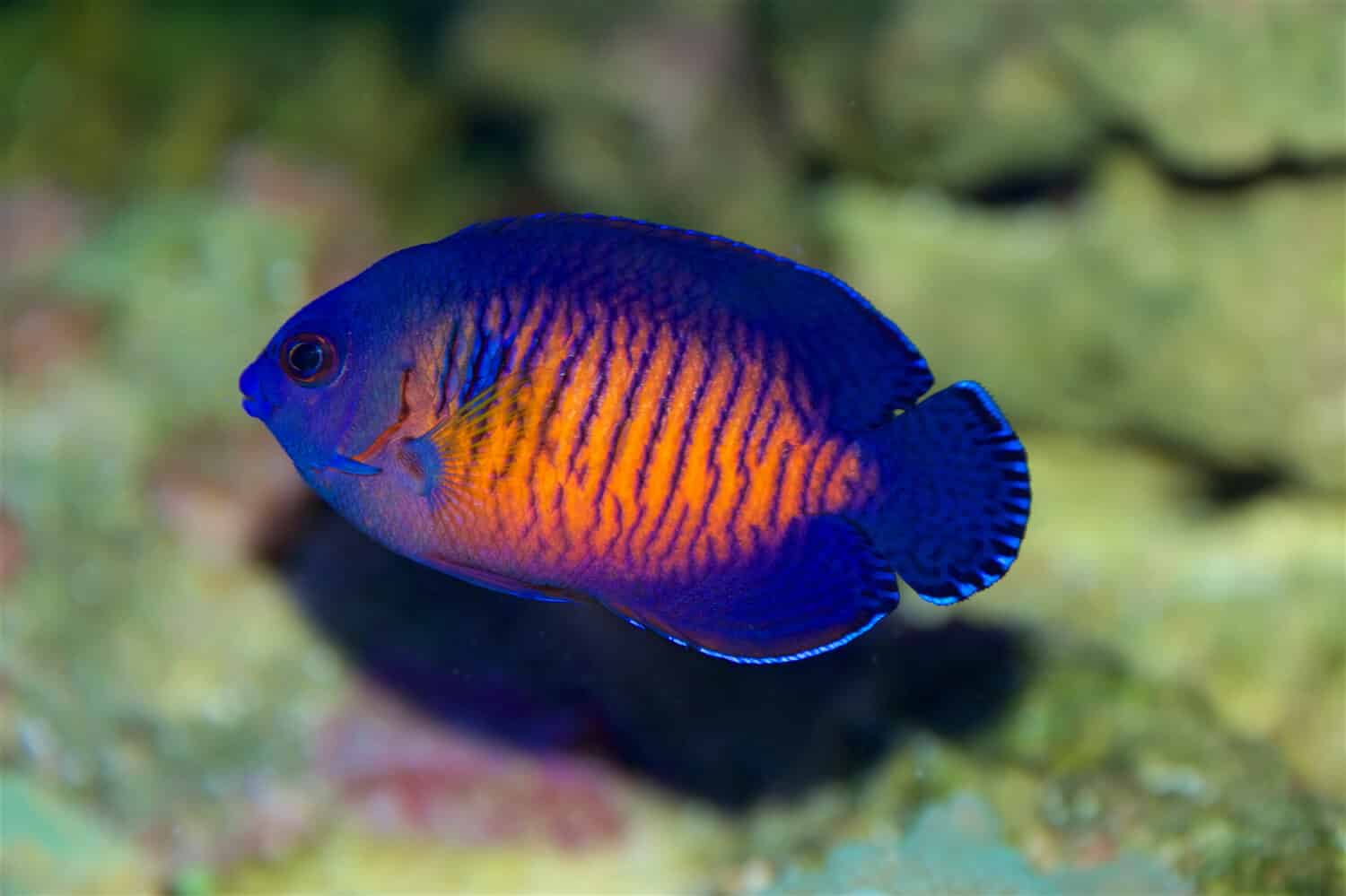 Coral Beauty Angelfish, Centropyge bispinosa, a dwarf or pygmy angelfish from the Indo Pacific