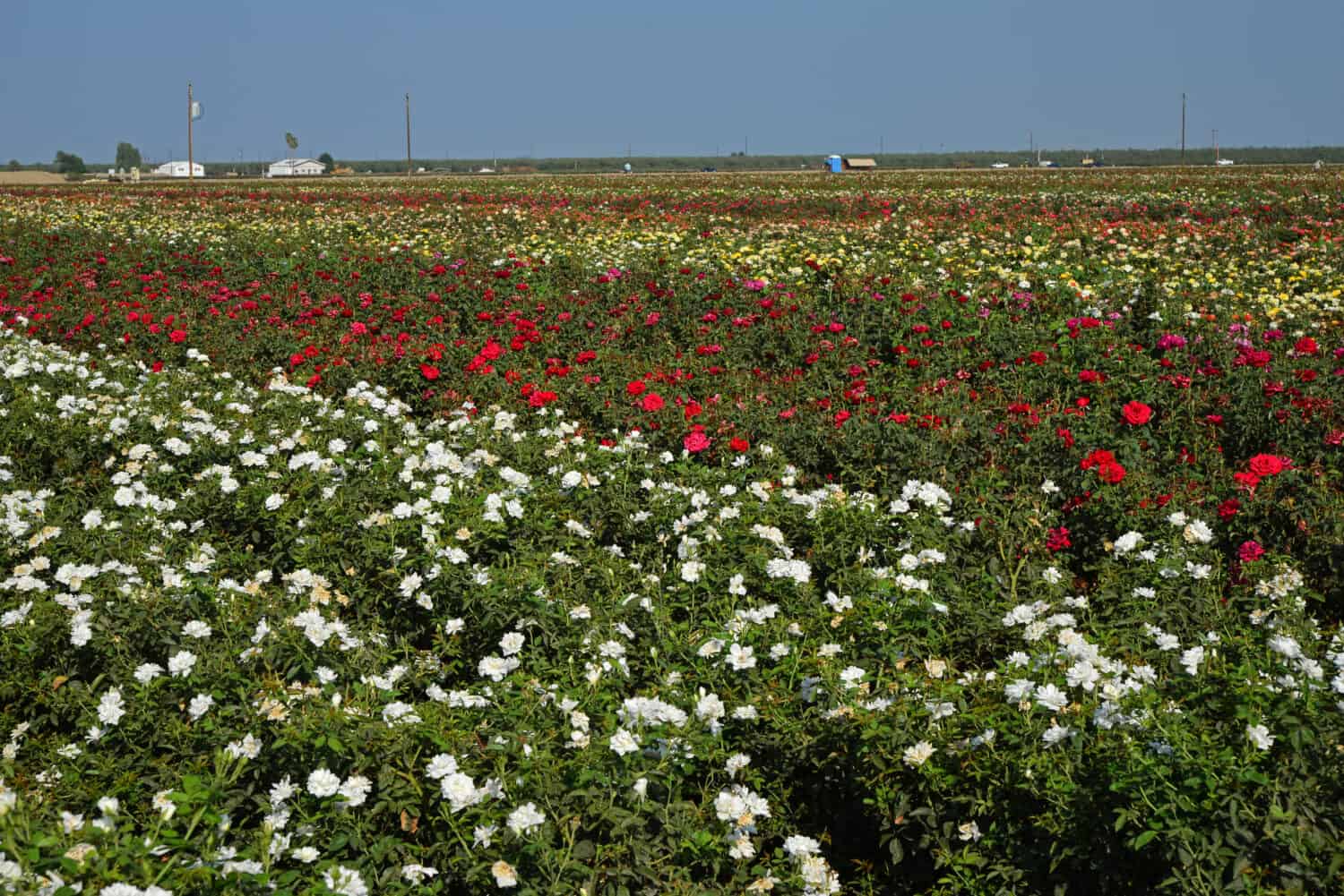 Vast fields of commercially-grown roses in and around Wasco, located in the Southern San Joaquin Valley, California, will soon be shipped to retail florists nationwide.