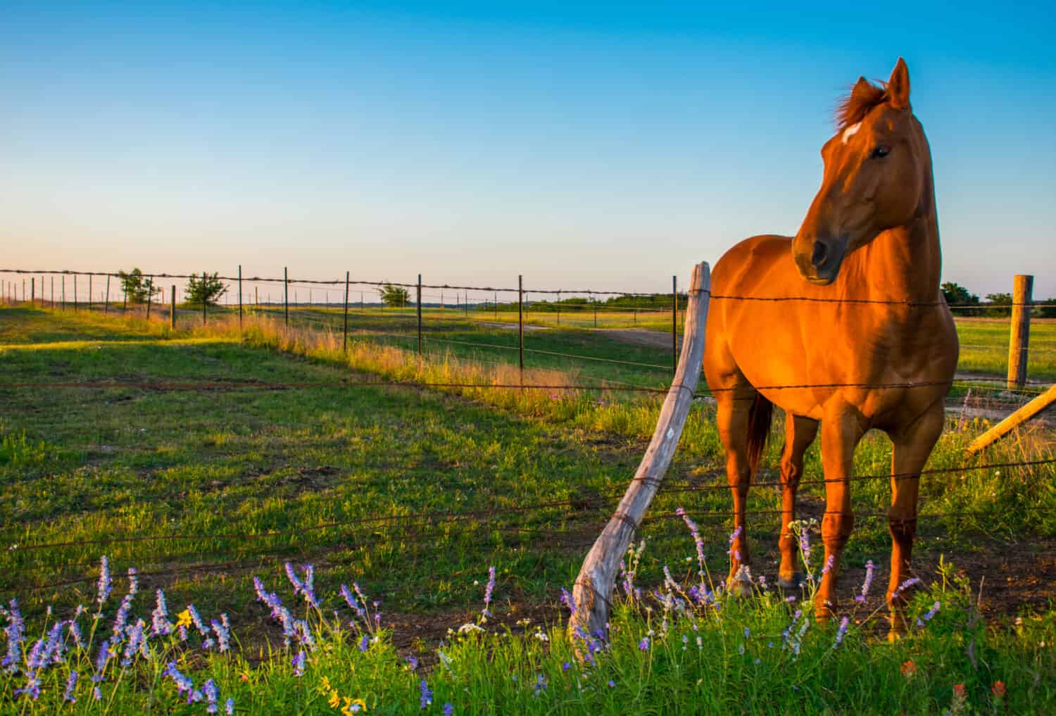 Sunset as Sunny the horse poses for her photo shoot on the Texas hill country prairie with blue flowers and golden shimmer off her coat