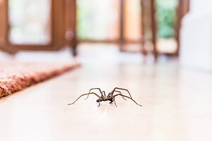 12 Things that Attract Spiders to Your Home photo