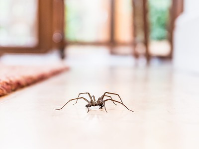 A 12 Things that Attract Spiders to Your Home