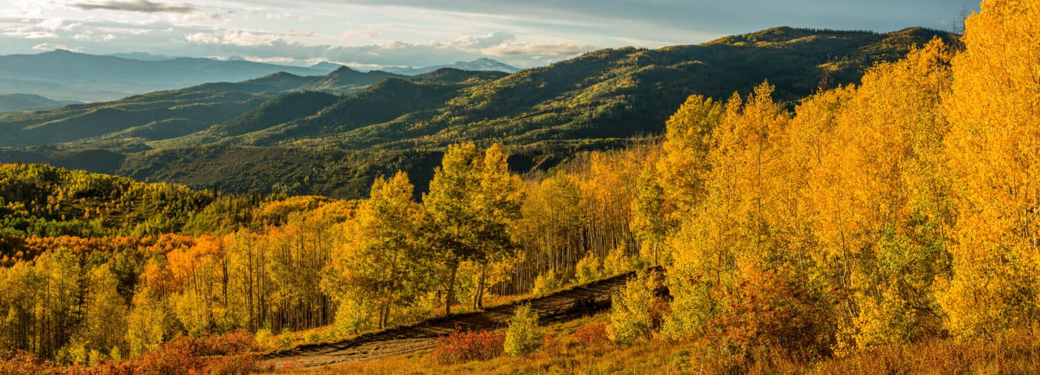 Sunset Golden Valley - A panoramic autumn sunset view of golden aspen grove in a mountain valley, Routt National Forest, Steamboat Springs, Colorado, USA.