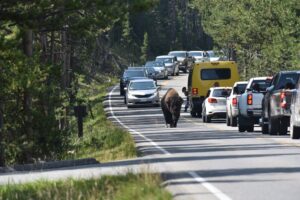 How to Prepare for Summer Traffic in Yellowstone National Park Picture