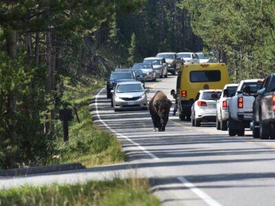 A When Does Summer Traffic Peak in Yellowstone National Park?
