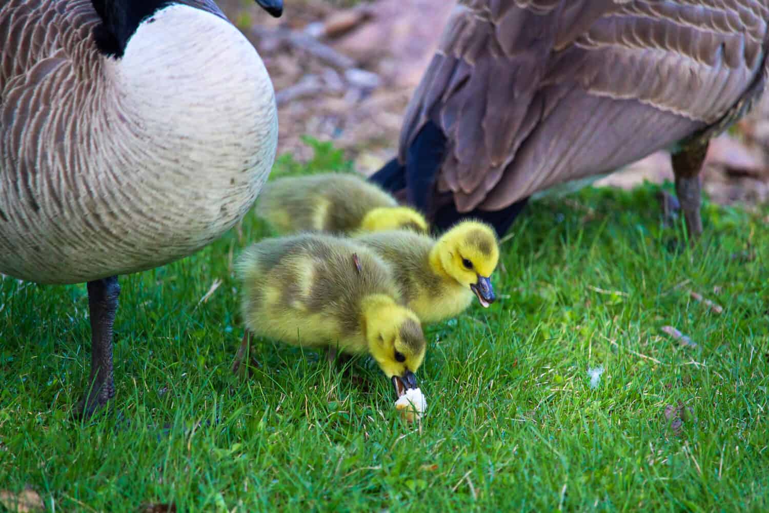 Closeup of goslings eating bread that people feed it.