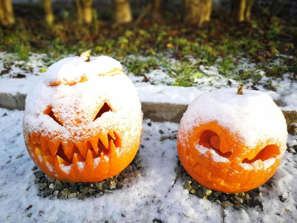 Halloween finish.pumpkings under snow