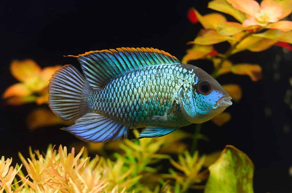 Electric Blue Acara Cichlid Fish (Nannacara Neon Blue) in aquarium