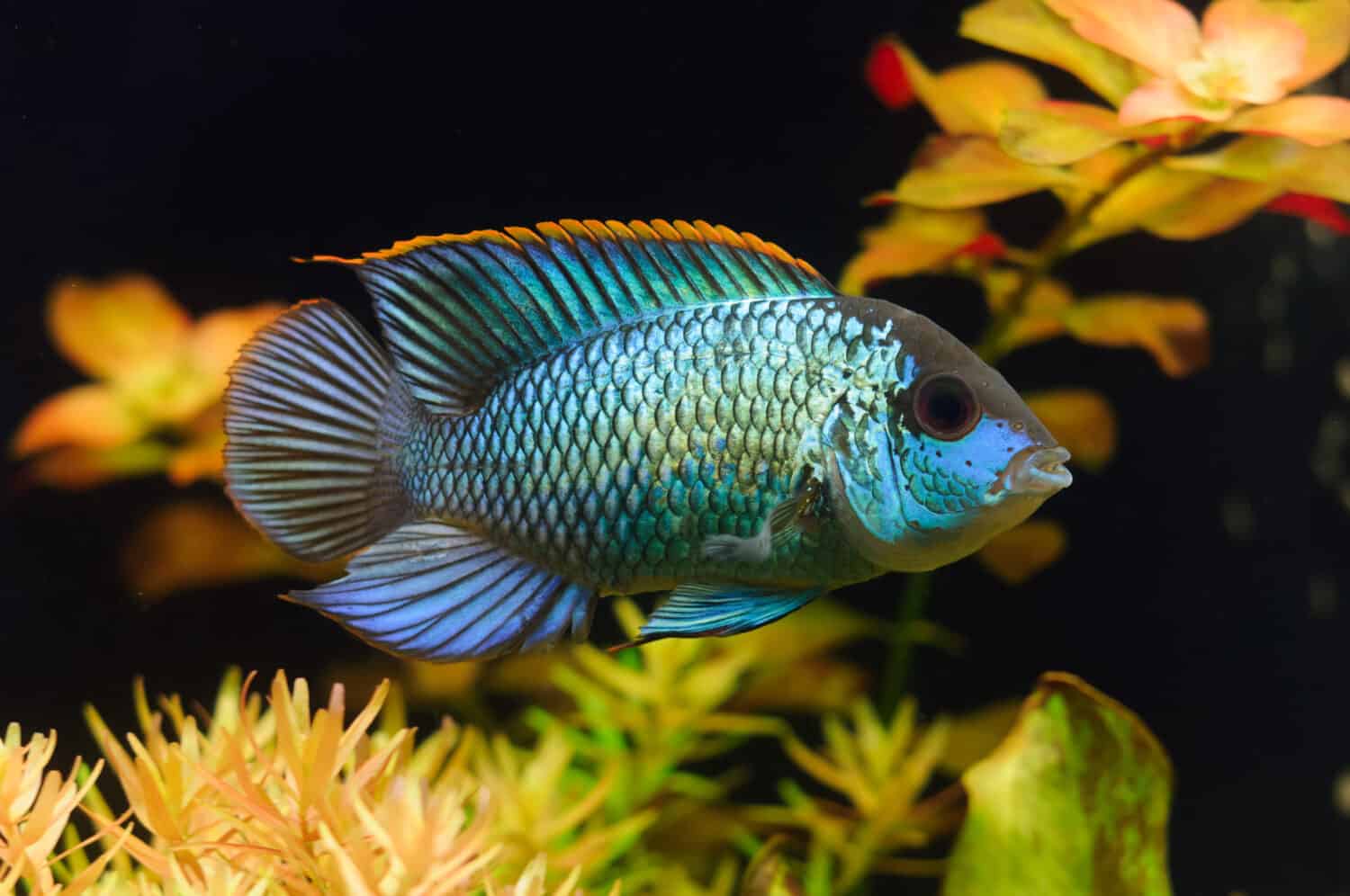 Electric Blue Acara Cichlid Fish (Nannacara Neon Blue) in aquarium