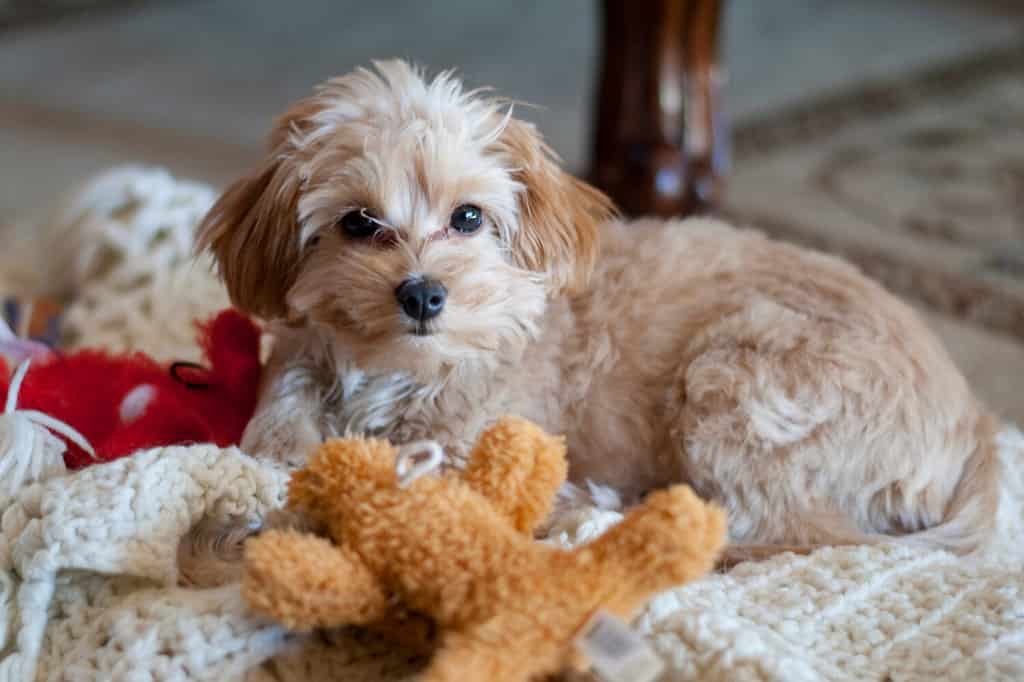 Gracie girl the sweet little Chihuahua Maltese mixed puppy