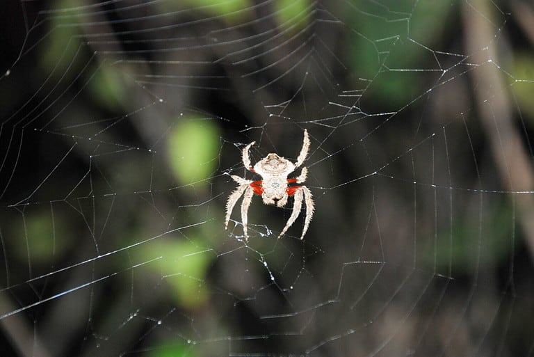 Regal Jumping Spider Animal Facts - Phidippus regius - A-Z Animals