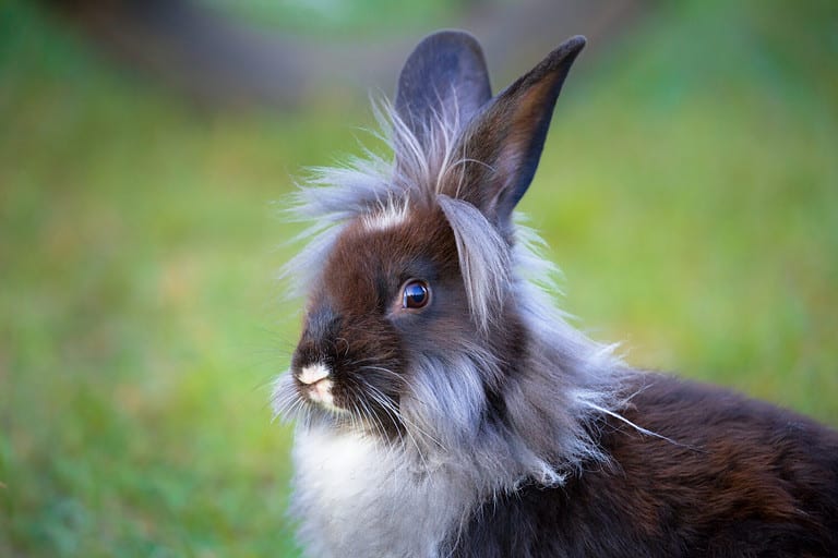 Lionhead Rabbit Colors Rarest to Most Common AZ Animals