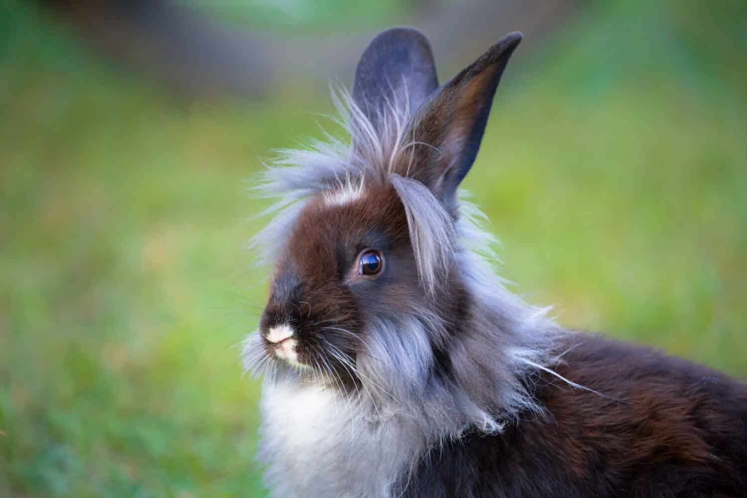 Cute portrait of Lionhead Rabbit in green field.