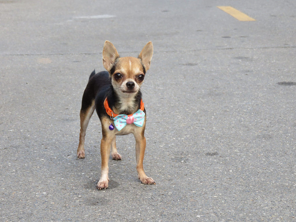 A black and brown short hair deer head (flat-topped heads) Chihuahua with slender legs is the smallest breed of dog and is named after the state of Chihuahua in Mexico