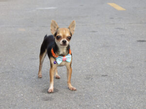 The 10 Most Common Health Problems in Chihuahuas Picture